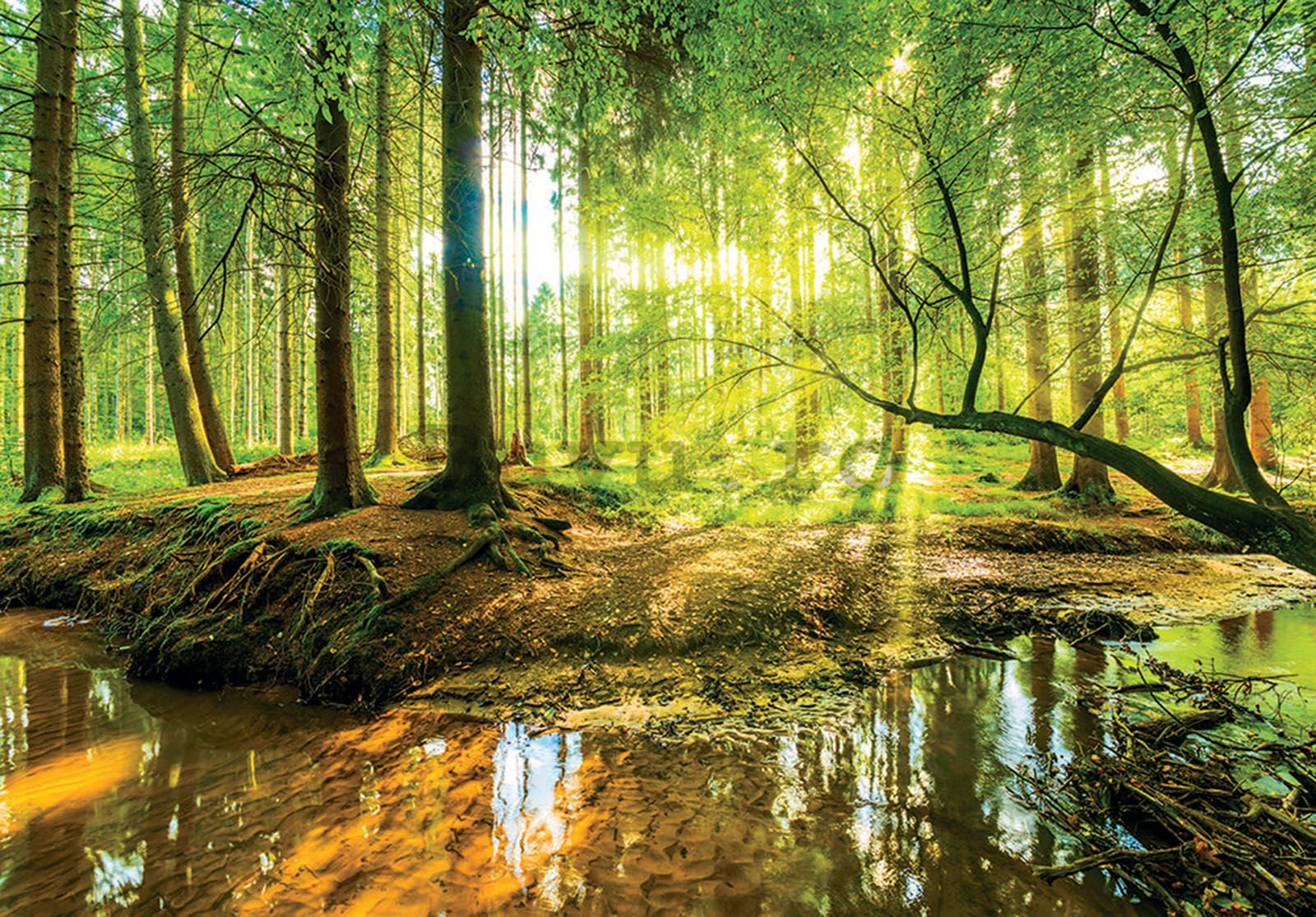 Fototapet vlies: Pădurea inundată - 152,5x104 cm
